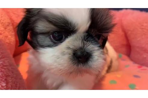 成約済の東京都のシーズー-110871の1枚目