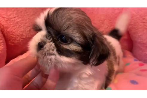 成約済の東京都のシーズー-110871の3枚目