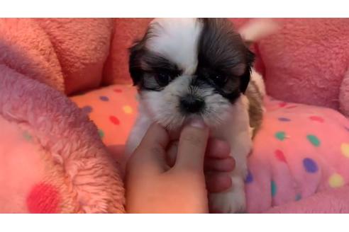 成約済の東京都のシーズー-110871の2枚目