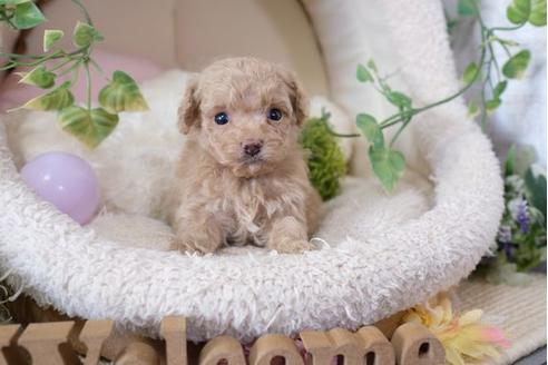 成約済の滋賀県のトイプードル-110872の1枚目