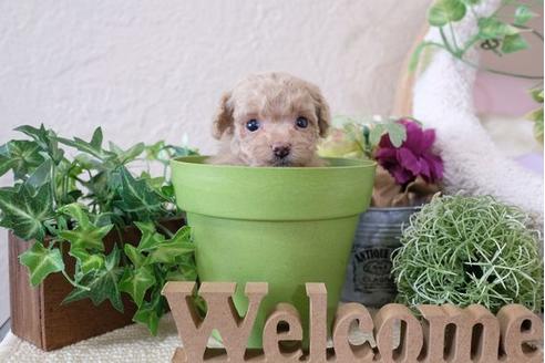 成約済の滋賀県のトイプードル-110872の3枚目