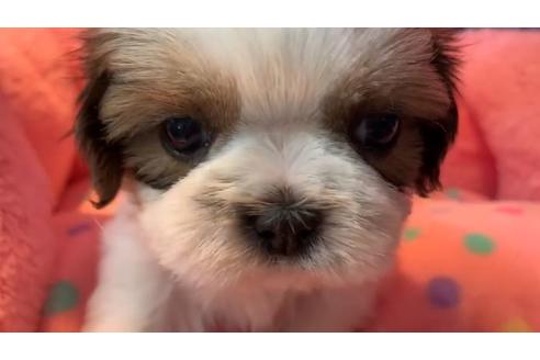 成約済の東京都のシーズー-110873の1枚目