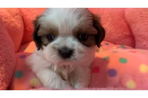 成約済の東京都のシーズー-110873の3枚目