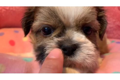 成約済の東京都のシーズー-110875