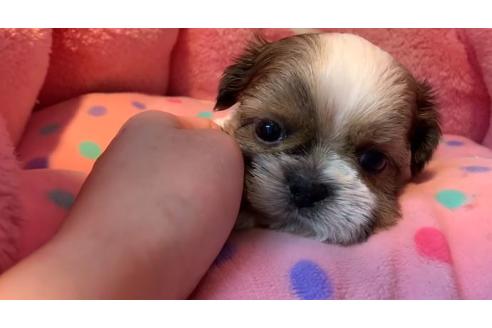 成約済の東京都のシーズー-110875の3枚目