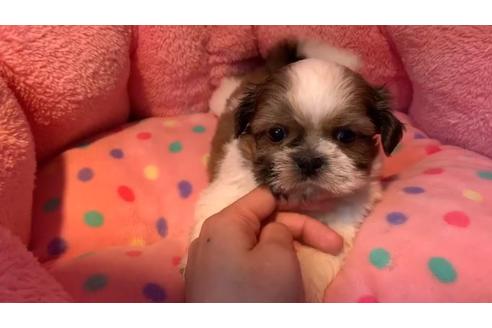 成約済の東京都のシーズー-110875の2枚目