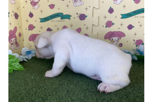 成約済の栃木県のフレンチブルドッグ-109017の5枚目