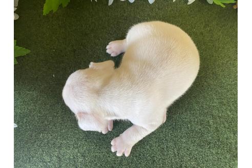 成約済の栃木県のフレンチブルドッグ-109017の3枚目