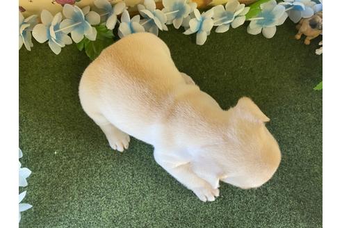 成約済の栃木県のフレンチブルドッグ-109020の3枚目