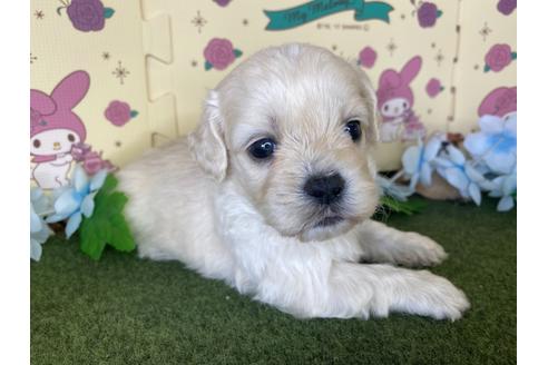 成約済の栃木県のミックス犬-109128の1枚目