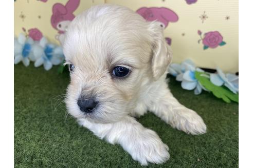 成約済の栃木県のミックス犬-109128の7枚目