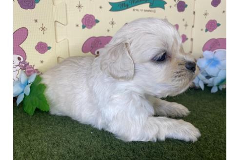 成約済の栃木県のミックス犬-109128の5枚目