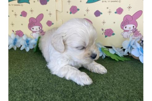 成約済の栃木県のミックス犬-109128の4枚目