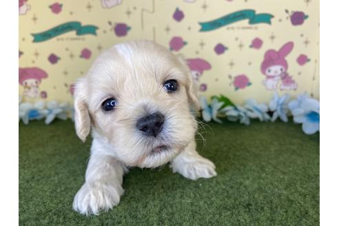 成約済の栃木県のミックス犬-109129の7枚目