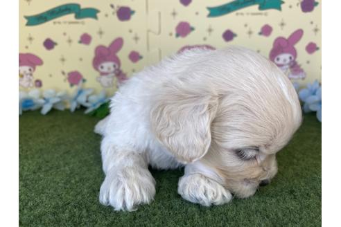 成約済の栃木県のミックス犬-109129の5枚目