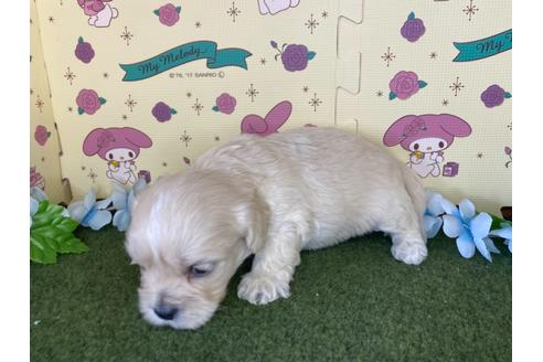 成約済の栃木県のミックス犬-109129の3枚目
