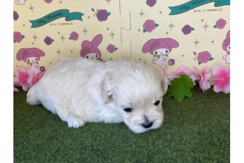 成約済の栃木県のミックス犬-109134の4枚目