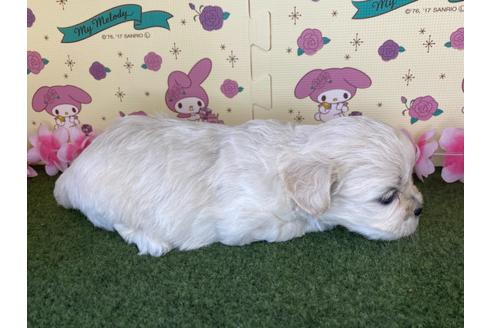 成約済の栃木県のミックス犬-109134の3枚目