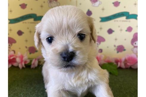 成約済の栃木県のミックス犬-109135の1枚目