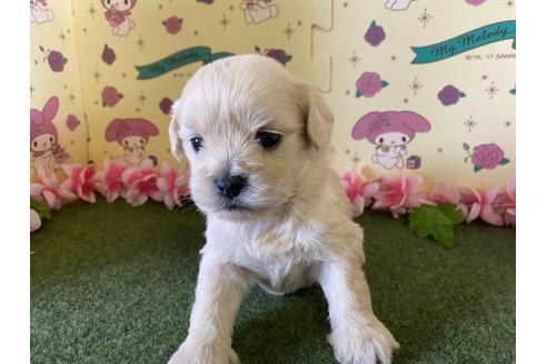成約済の栃木県のミックス犬-109135の6枚目