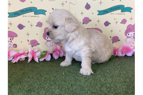 成約済の栃木県のミックス犬-109135の3枚目