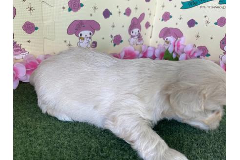 成約済の栃木県のミックス犬-109135の2枚目