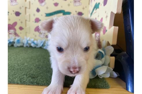 成約済の栃木県のポメチワ:ポメラニアン×チワワ-109150の11枚目