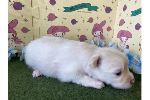 成約済の栃木県のポメチワ:ポメラニアン×チワワ-109150の6枚目