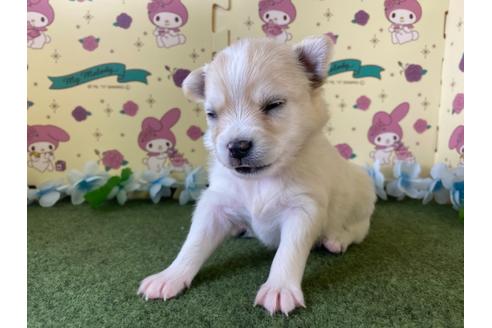 成約済の栃木県のポメチワ:ポメラニアン×チワワ-109169の8枚目