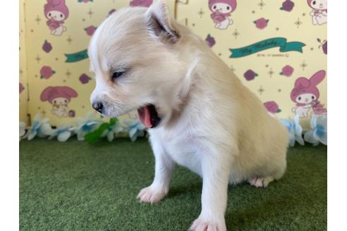 成約済の栃木県のポメチワ:ポメラニアン×チワワ-109169の7枚目