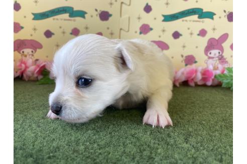 成約済の栃木県のポメチワ:ポメラニアン×チワワ-109151の10枚目