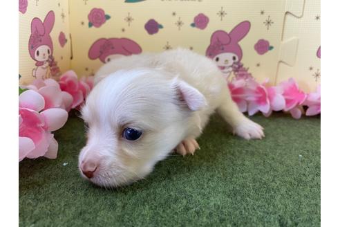 成約済の栃木県のポメチワ:ポメラニアン×チワワ-109171の9枚目