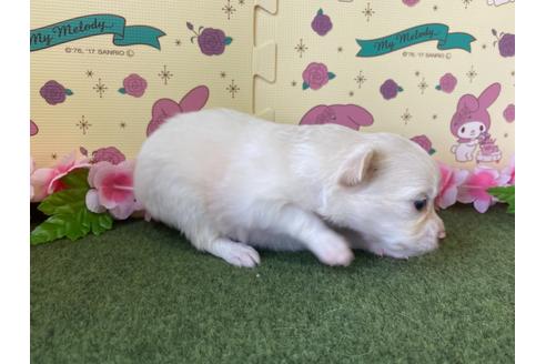 成約済の栃木県のポメチワ:ポメラニアン×チワワ-109171の8枚目