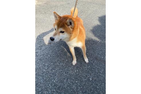 成約済の広島県の柴犬-110882の1枚目