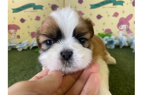 成約済の栃木県のシーズー-109149の2枚目