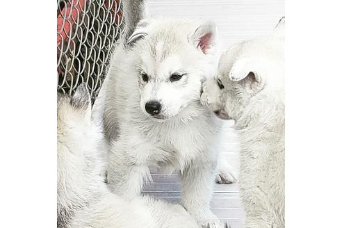 成約済の茨城県のシベリアンハスキー-110914の2枚目