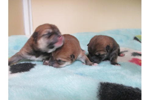 成約済の岡山県の柴犬-110898の7枚目