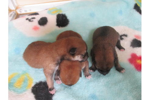 成約済の岡山県の柴犬-110898の6枚目