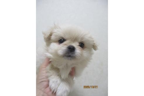 成約済の鳥取県のミックス犬-107890の4枚目