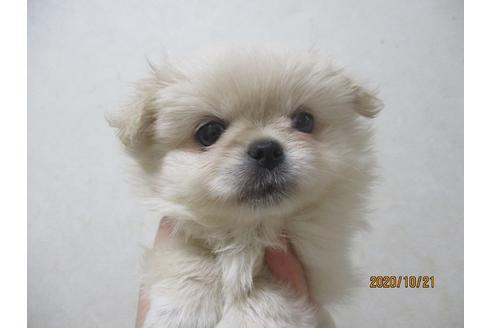 鳥取県のミックス犬 女の子 09 10生まれ ママはペキニーズ パパはポメラニアンの兄妹 子犬id 1070 ブリーダーナビ