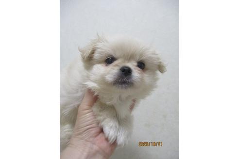 成約済の鳥取県のミックス犬-107890の3枚目