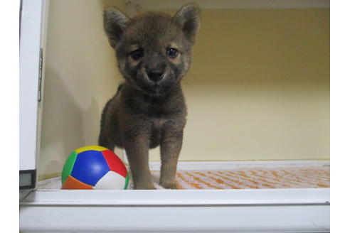 成約済の岡山県の柴犬-110909の5枚目