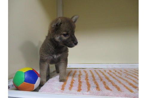 成約済の岡山県の柴犬-110909の3枚目