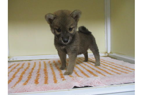 成約済の岡山県の柴犬-110909の2枚目