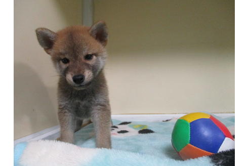 成約済の岡山県の柴犬-110910の1枚目