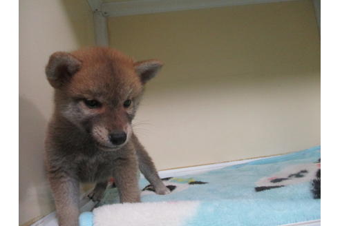成約済の岡山県の柴犬-110910の5枚目