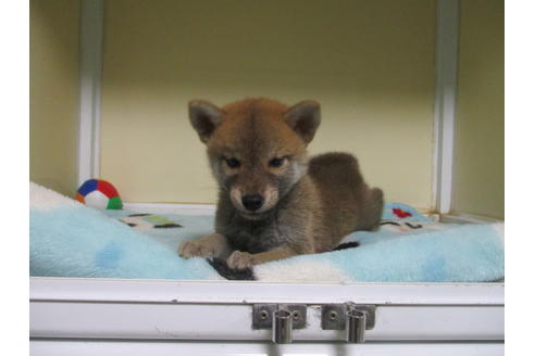 成約済の岡山県の柴犬-110910の4枚目