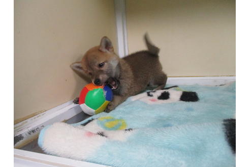 成約済の岡山県の柴犬-110910の3枚目