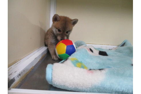 成約済の岡山県の柴犬-110910の2枚目