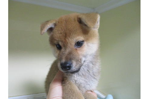 成約済の岡山県の柴犬-110911の1枚目